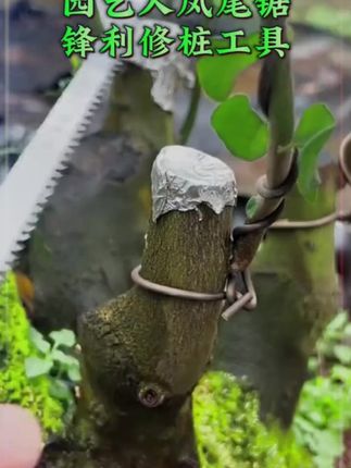 鸡尾锯手锯快小锯手工锯园林园艺树枝伐木燕尾锯