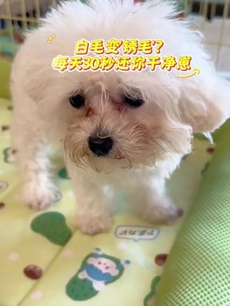 白毛宠物泪痕重?#猫咪 #宠物 #猫咪的泪痕 #泪痕 #宠物知识