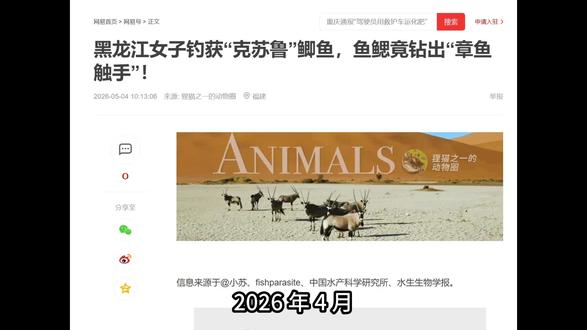 水中克苏鲁,寄生鱼的水蛭 2026 年 4 月,一位黑龙江钓友拍下一段视频:钓上来的鲫鱼时,鱼鳃里突然冒出几条白白软软、不停扭动的 “触手”,看上去就像迷你章鱼的脚,就算鱼已经死了,它们还在不停扭动。
这是舌蛭科,是专门寄生鱼类的水蛭。
自然界寄生鱼类的水蛭主要有三个科,分别是鱼蛭科 Piscicolidae、舌蛭科 Glossiphoniidae、鳃蛭科 Ozobranchidae。其实,其中最常见的是鱼蛭科。
鱼蛭科是真正的鱼类专属吸血鬼,淡水、海水里都有,我国南北江河湖泊都很常见。它们身体细长柔软,前后各有一个强力吸盘,能牢牢吸在鱼身上不脱落。最特别的是,它们身体两侧长着一排排像小叶片一样的搏动囊,一动一动像小触手,这也是视频里被误认成 “章鱼脚” 的原因。
它们经常寄生在鲫鱼、鲤鱼这类鲤科鱼身上,最爱躲在鱼鳃内侧、口腔、鳍基部这些血管又多又隐蔽的地方。它们没有牙齿,靠一根尖尖的软吻刺穿皮肤吸血,还会分泌抗凝血物质,让伤口一直流血。被寄生的鱼会贫血、消瘦、伤口发炎,还容易引发细菌真菌感染,对养鱼场危害不小。