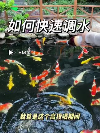 中秋活动来啦!没有入手EM菌的可以趁活动下单啦,秋季用菌很频繁。#em菌 #硝化细菌 #卡利净em菌 #养鱼必备 #水族用品
