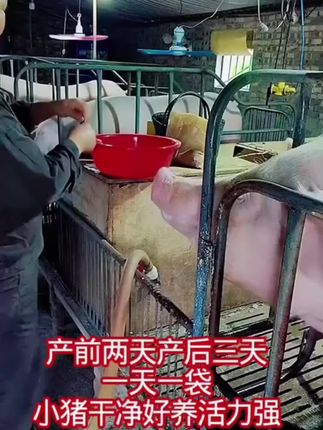 【过奶止利康】母猪小猪能用厂家直发 拌料每天1袋产房小猪断奶小猪#养猪人#小猪养殖#养猪饲料