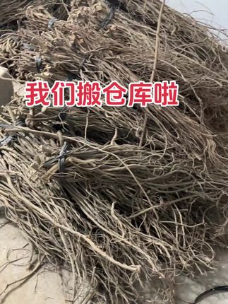 鱼藤根醉鱼的家人们,我们搬仓库啦!8月1日开始我们将在新的仓库为大家直播打包哟,感谢家人们一如既往的支持我们🥰#辛勤劳动者 #鱼藤根#鱼藤根粉 #山货 #种植