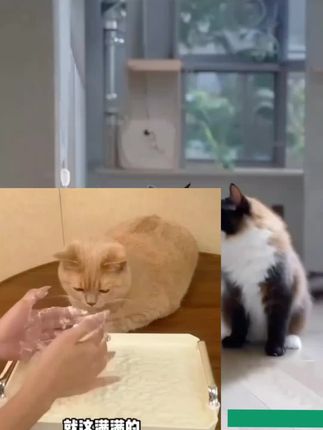 #萌宠 #小可爱上线 #猫咪 #狗 #养狗的乐趣