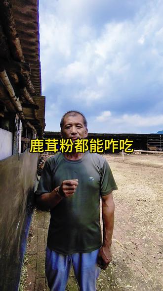 鹿茸粉的吃法#我的乡村生活 #梅花鹿