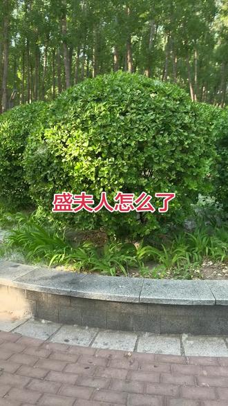 盛夫人怎么样了,#揪心 #等待