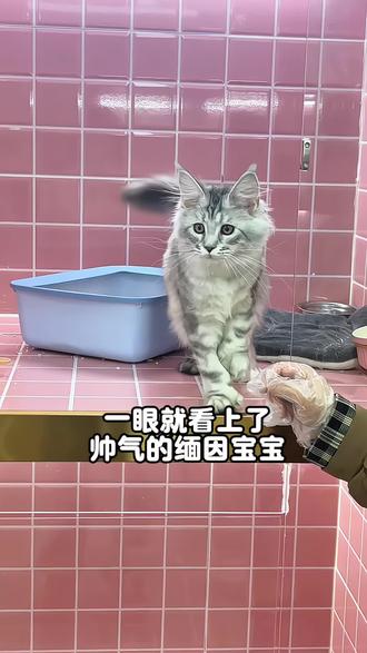 小猫还以为自己要有家了!白高兴一场……#武汉买猫 #武汉缅因 #武汉买猫推荐 #武汉宠物店 #聚光名宠俱乐部