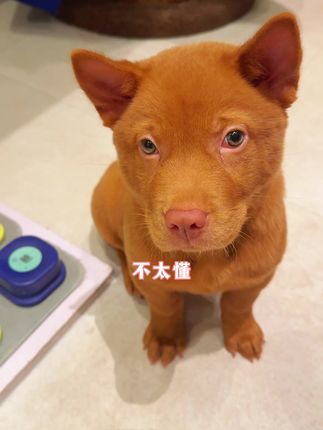 小锋小志的猫咪小院