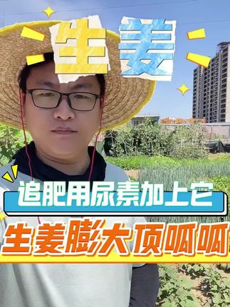 #生姜 #种姜 #生姜种植 #增产增收才是硬道理 #生姜种植技术