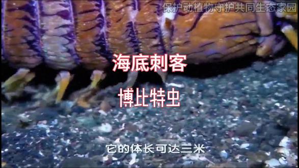 海底刺客博比特虫 #博比特虫 #海底刺客