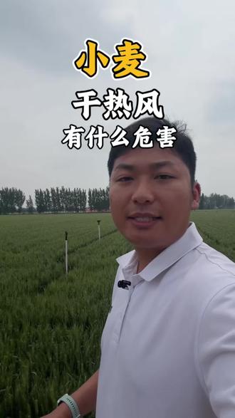 小麦干热风, 又高又热又有风,逼熟小麦,籽粒干瘪,小麦减产干热风危害挺大#创作灵感 #农业#小麦#拜耳丰收达人#农业知识