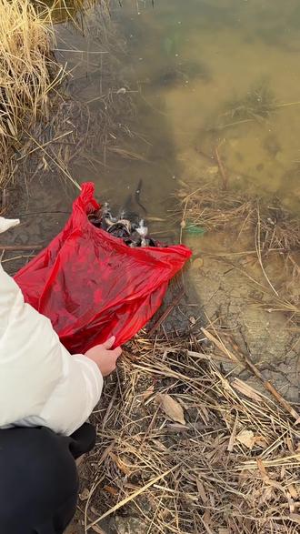 「放生,是将生命还给自然,也是将慈悲还给自己。愿每一次的放生,都能让生命的轮回更加圆满。」