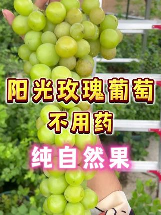 阳光玫瑰不用药处理的自然果,丑,但是好吃#盆栽葡萄 #葡萄熟了 #阳光玫瑰葡萄 #楼顶果园 #内容启发搜索
