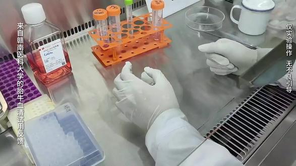 完全培养基怎么配置?胎牛血清选对了吗?#细胞培养 #医学实验 #胎牛血清 #细胞实验 #完全培养基