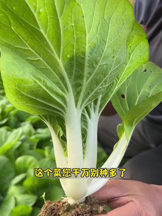 一年四季都可以种植的矮脚奶白菜