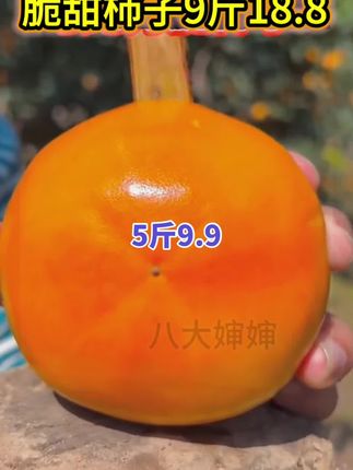 脆甜柿子5斤9.9#脆柿子