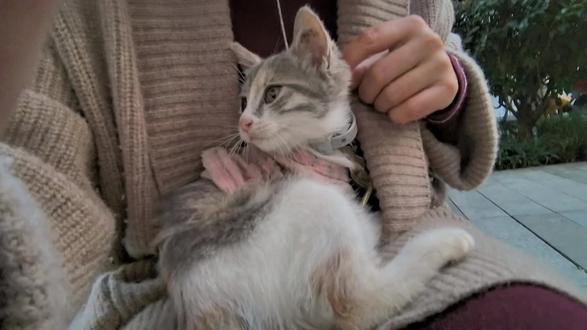 小小咪好受欢迎啊 这是小小咪换衣服之前的拍的,今天终于剪出来啦,喵喵喵
#萌宠 #狸花猫 #我和猫 #萌宠出道计划 #毛孩子