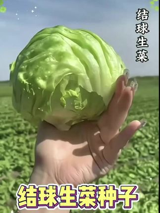 结球生菜又脆又甜,现在正是种植季节你也种一些。#结球生菜 #蔬菜种子#生菜种子 #结球生菜种子 #在家种菜 ##生菜