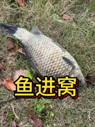 钓什么鱼都行,钓鲫鱼更好