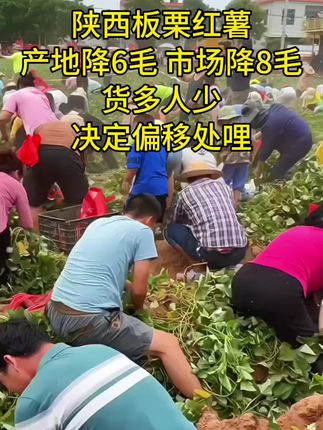 #优质农产品 #陕西板栗红薯 #红薯 #抖音助农 #上热门 @巨量千川