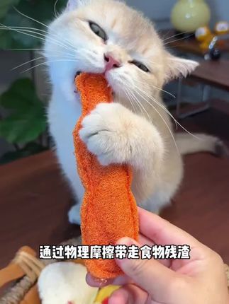高能量小猫的一天从自己给自己刷牙开始#萌宠好物 #磨牙玩具#猫咪磨牙 #猫咪刷牙