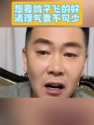 想要鸽子飞的好清理气囊少不了#养鸽人 #信鸽赛鸽 #赛鸽 #养鸽 #鸽子