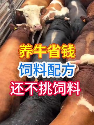 #养牛 #科学养牛 #养牛技术 #养牛人 #育肥牛