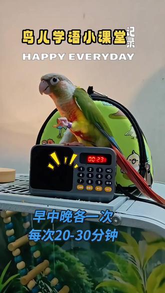 虎皮鹦鹉学说话神器 八哥玄凤和尚专用学语机鸟用复读训练录音机#鹦鹉学语机 #八哥训练器 #玄凤学说话 #养鸟必备 #宠物鸟用品