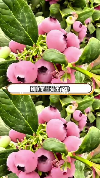到底是树莓出了轨还是蓝莓劈了腿!#蓝莓#粉色蓝莓#盆栽