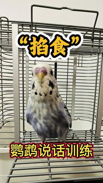 鹦鹉在手上掐食怎么学?虎皮鹦鹉怕人怕手怎么办?怎么教虎皮说话?虎皮鹦鹉怎么上手?#虎皮鹦鹉 #虎皮鹦鹉说话 #手养鹦鹉 #新手养鹦鹉 #鹦鹉日常