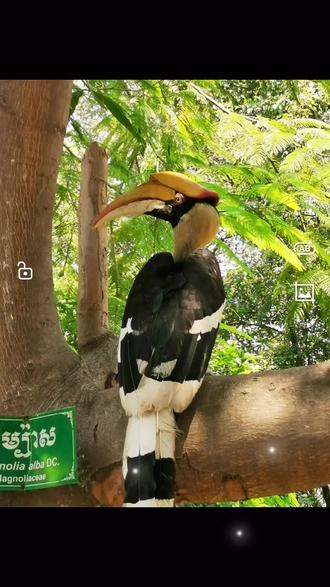 柬埔寨的双角犀鸟,很容易和文玩界贵族盔犀鸟(鹤顶红)混淆#柬埔寨#鸟类 #鹤顶红