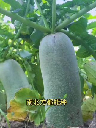 #【萝卜种子】绿皮绿心萝卜种子耐热耐寒秋播水果萝卜#蔬菜种子