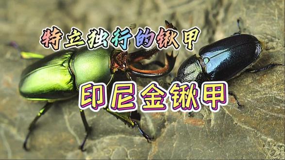 特立独行的锹甲——印尼金锹甲标本制作#手工 #标本 #原创 #科普 #神奇动物在抖音