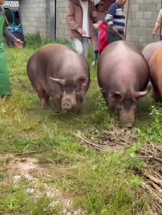 相当漂亮的大猪,明天继续火毛猪,肉肉和今早的一样安逸,菜刀肥膘😎😎😎#正宗土猪肉 #放心肉 #诚信经营质量第一 #欢迎新老客户的光临 #支持全国发货