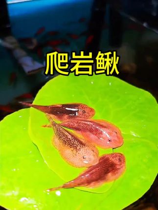爬岩鳅,鱼缸“清洁小卫士”来啦!   贴缸壁啃食藻类、残饵,边游边清垃圾,玻璃秒变透亮! 体型小巧灵活,爬岩石、钻缝隙超在行,不扰其他鱼,还能当景观鱼看~ 冷水环境就能活,不用加热棒,新手也能轻松养。#爬岩鳅#原生吸鳅#清道夫#养鱼日记#养鱼