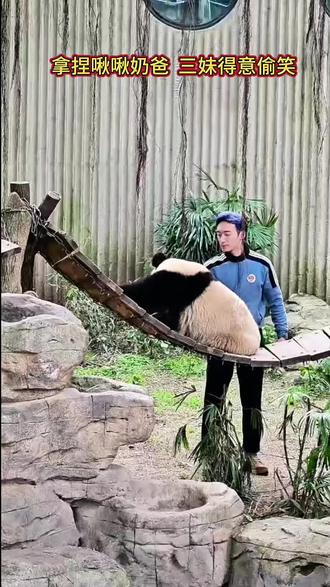 奇三妹拿捏啾啾奶爸,一脸的得意偷偷微笑。#大熊猫奇三妹 #国宝大熊猫 #重庆动物园