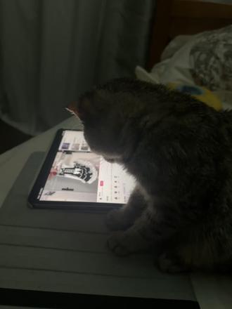 我家猫会自己打开电脑看小姐姐跳舞你家的呢?#平板 #给你看看我的猫 #谁不为小猫咪着迷呢 #跳舞小姐姐 #短裙