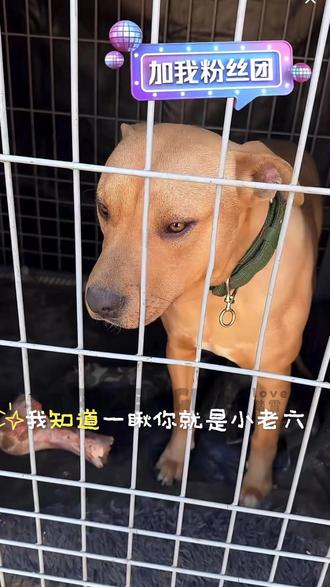 雨哥说你是,你就是! 小老六,这次要好好陪陪雨爸爸和吴爸爸#记录真实生活#西北刀客 #西北刀客小老六 #西北刀客汪汪队 #小老六回来了