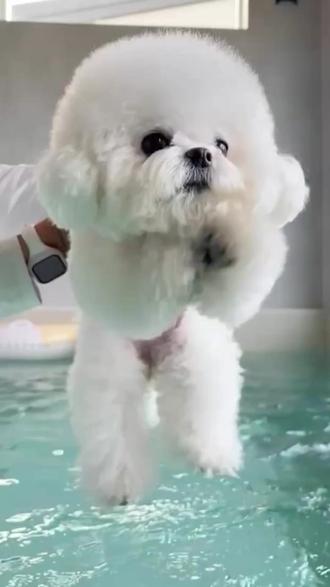 狗狗养到20岁的秘诀就在这条视频里! #狗狗 #科学养宠攻略#比熊 #新手养狗