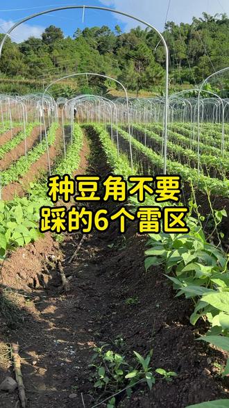 种豆角不要踩的6个雷区#豆角种植 #豆角种植技术 #豆角高产技术
