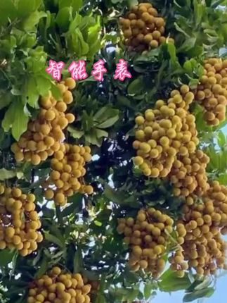 医学级智能手表测量血糖血压尿酸检测健康监测手环老年人正品高清#智能测血糖手表 #智能测血压血糖手表