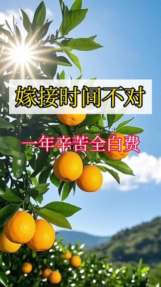 果树嫁接时间不对,一年时间全白费#简单的嫁接手法 #种植枝术分享 #根系 #嫁接教程