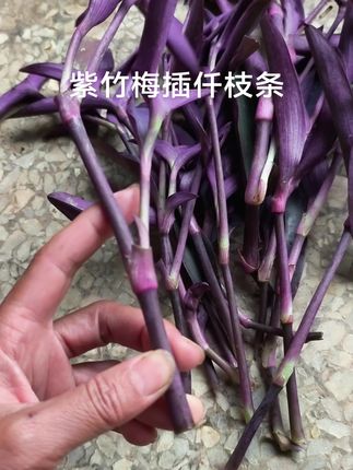 #紫竹梅#紫罗兰#紫竹梅插仟#紫竹梅盆栽
