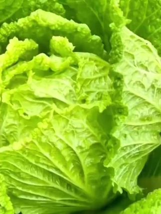 黄心大白菜秧苗,南北方均可种植。