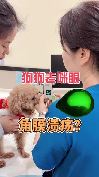 狗狗一直眯眼是什么原因? #狗狗眼睛异物 #狗狗眼睛溃烂 #狗狗眼睛发炎怎么办 #狗狗眼睛发红 #西安京和动物医院