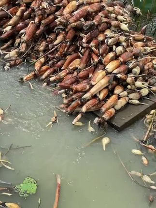 通知:西胪咸水莲藕现在每天有挖,数量不多。欢迎来谈合作。原产地直发。价格有绝对优势