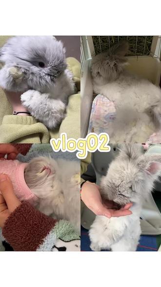 引导兔兔喝水vlog🐰|兔兔到家第二天都做了些什么~#萌宠日常记录 #养宠物哪有不疯的 #萌宠日常记录小可爱 #vlog #宠物vlog