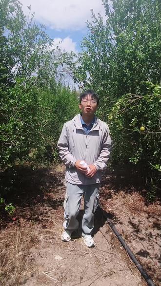 石榴跳斑病就用明顺#石榴跳斑病 #石榴种植 #明顺