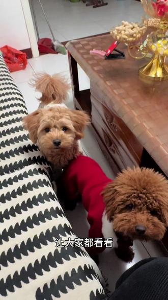 真是偷吃不了一点,你们家小狗也这么馋吗?#泰迪 #馋狗狗 #小吃货的日常 #创作者中心 #创作灵感