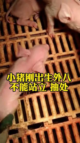 小猪刚出生不能站立,外八,抽处且口吐白沫,这种情况变异伪#养猪人 #养猪知识 #养殖#三农 #养猪技术