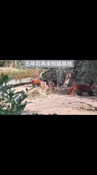 5年后再来熊猫基地,时光匆匆,风景如故。
#熊猫基地看熊猫 #成都动物园 #成都